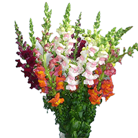 (HB) SnapDragon Assorted 15 Bunches For Delivery to Lynn, Massachusetts