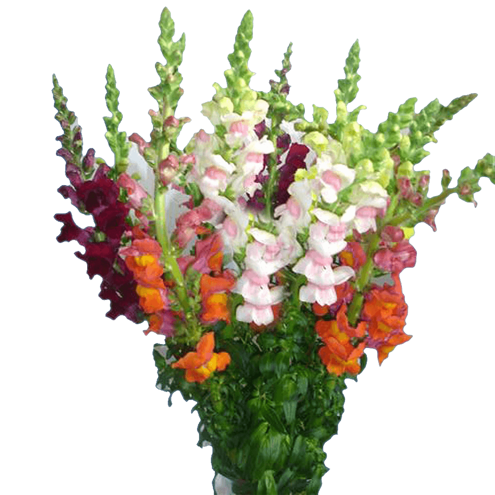 Beautiful Assorted Colors Snapdragon Flowers
