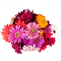 (HB) Gerbera Assorted 40 Cm 27 Bunches For Delivery to Harrison, Arkansas
