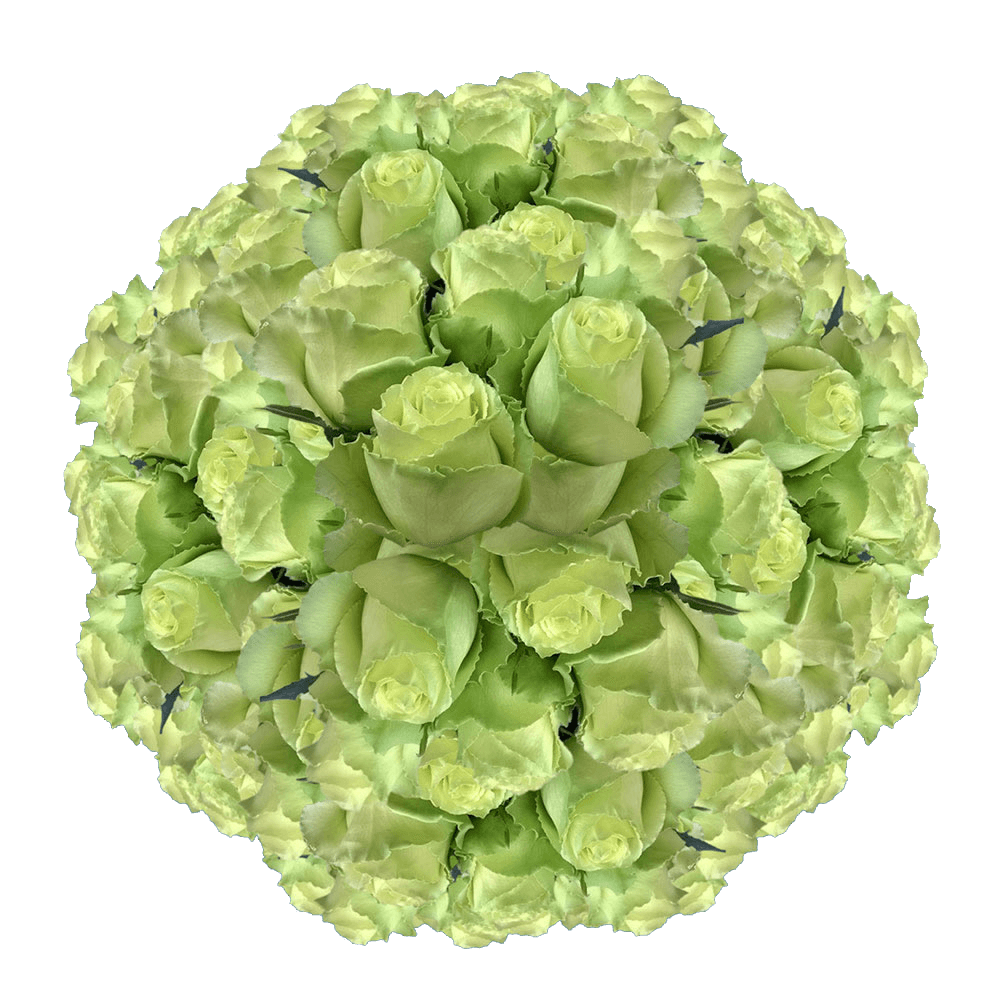 Fresh Green Chrysanthemum Button Flowers