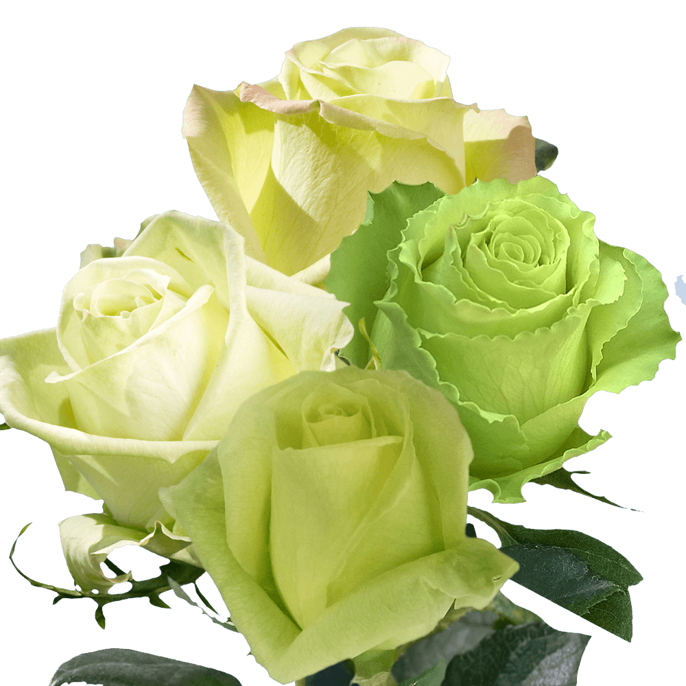 Beautiful Assorted Green Roses