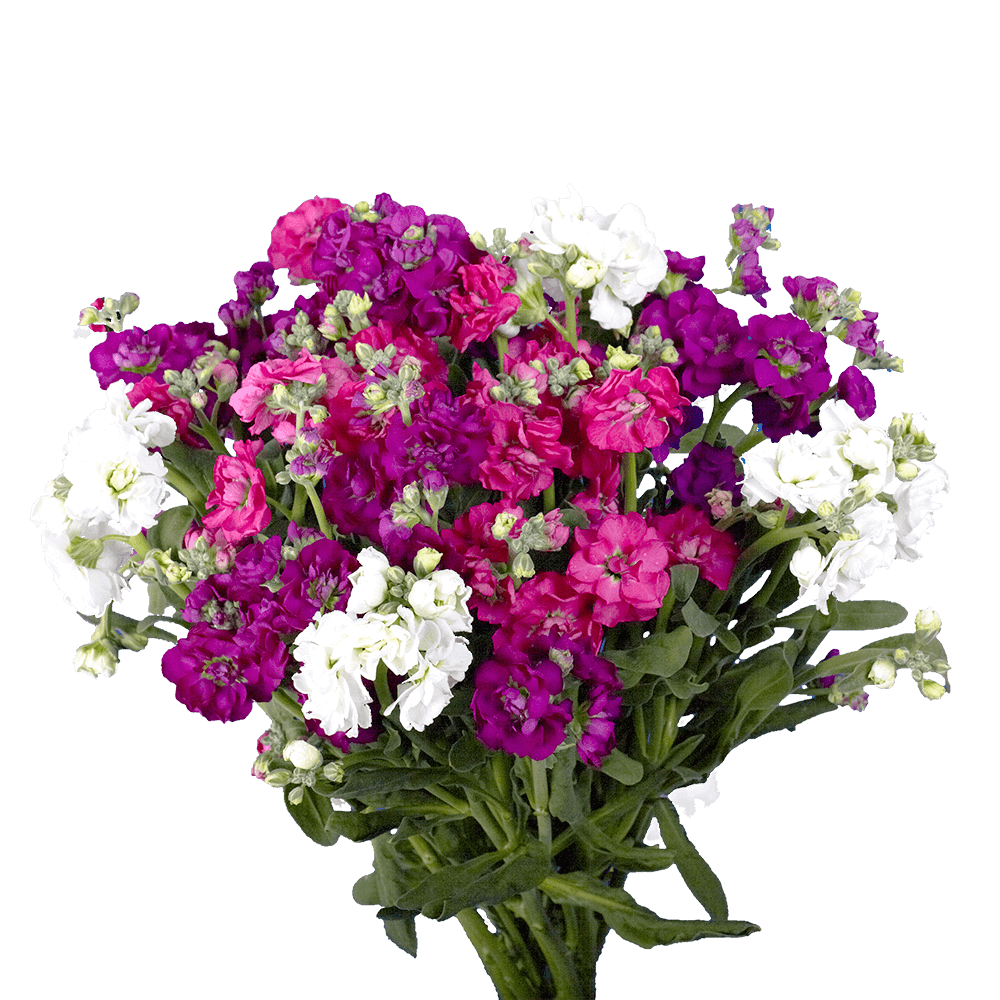 Beautiful Assorted Stock Flowers
