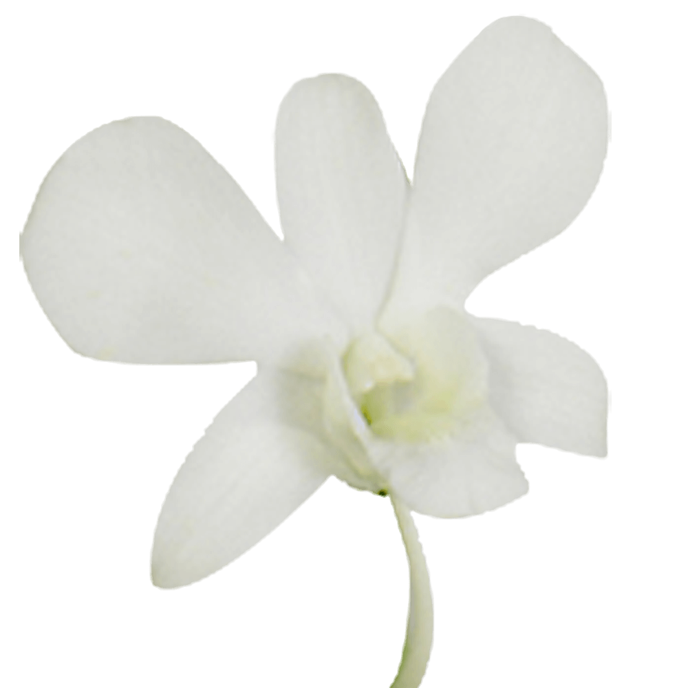 Beautiful Big White Dendrobium Orchids Buy Fresh Flower