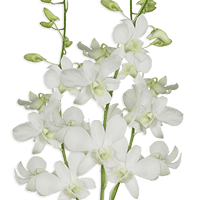 Orchids Big White Qty For Delivery to Brevard, North_Carolina