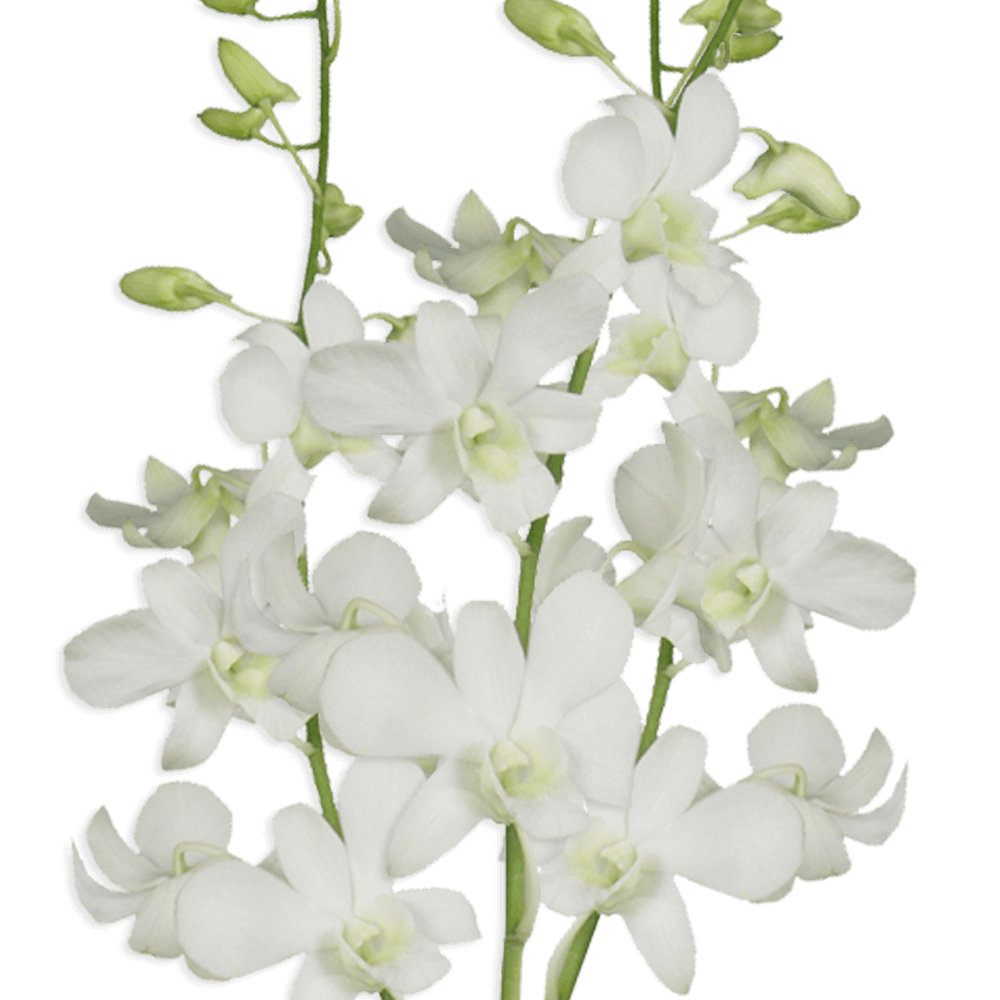 Orchids Big White Qty For Delivery to Lewiston, Maine