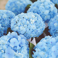 Bridesmaid Bqt Blue Hydrangea Qty For Delivery to Fort_Smith, Arkansas