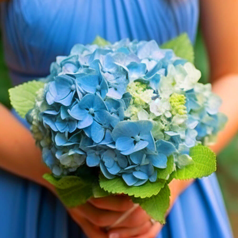 (BDx10) 3 Bridesmaids Bqt Blue Hydrangea For Delivery to Braintree, Massachusetts