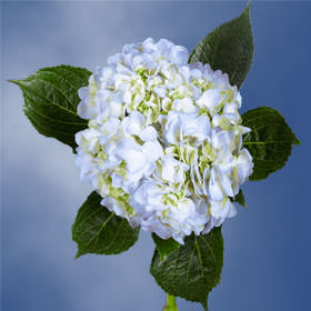 (2HB) 2 BOXES Hydrangea Blue 80 Stems