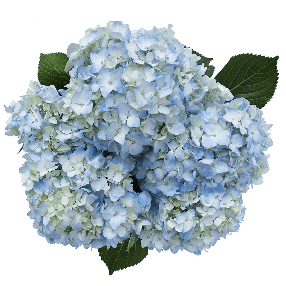 Beautiful Blue Hydrangea Flowers