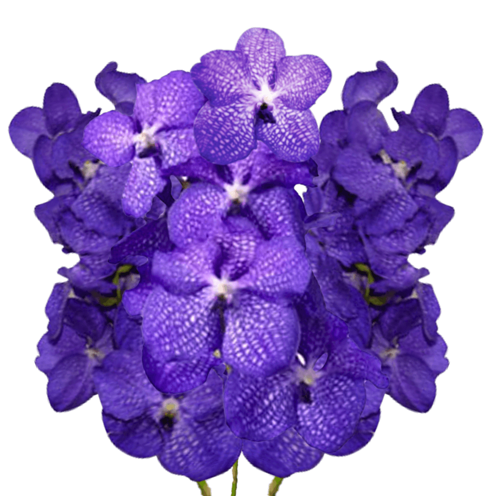Orchids Blue Vanda Qty For Delivery to Foxboro, Massachusetts