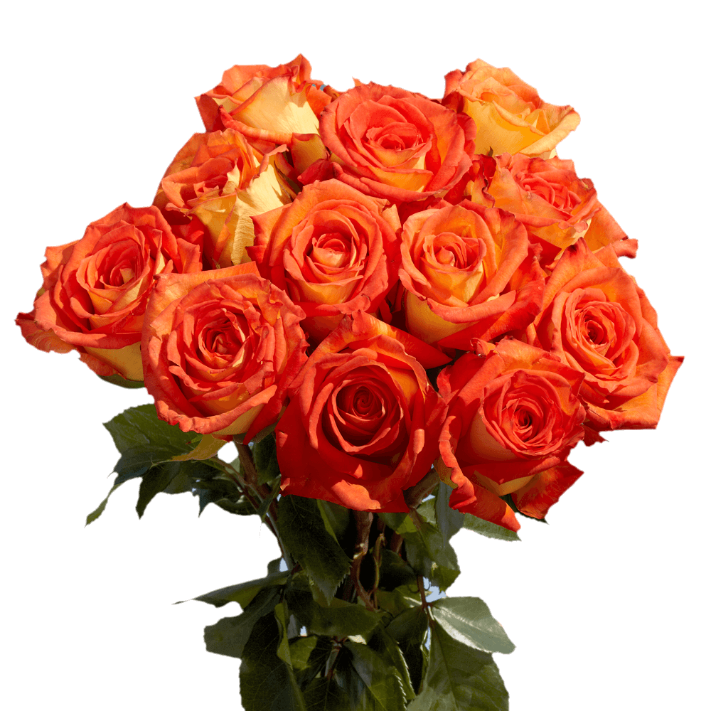Beautiful Bright Orange and Yellow Roses
