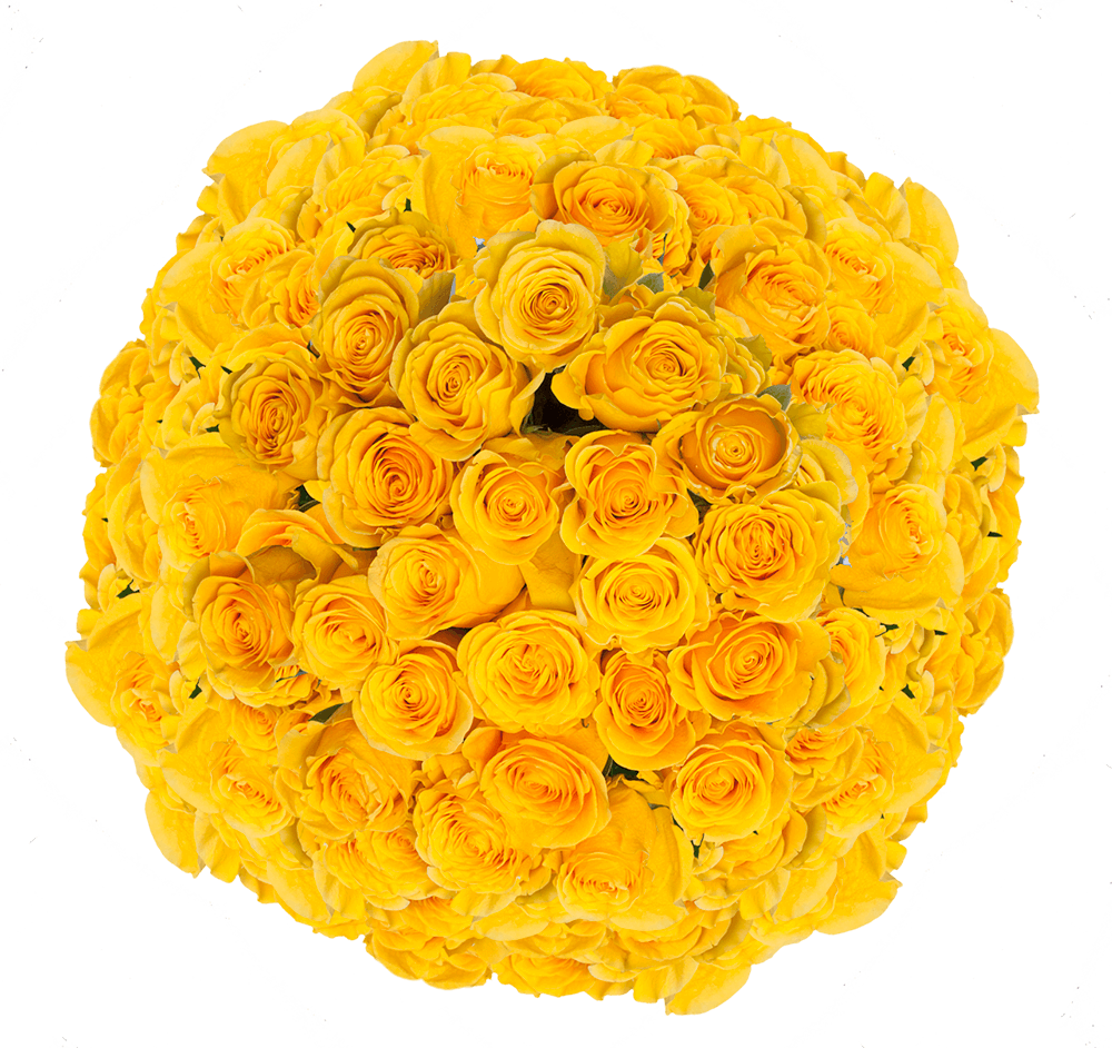 Beautiful Bright Yellow Rose Flowers Cut Roses