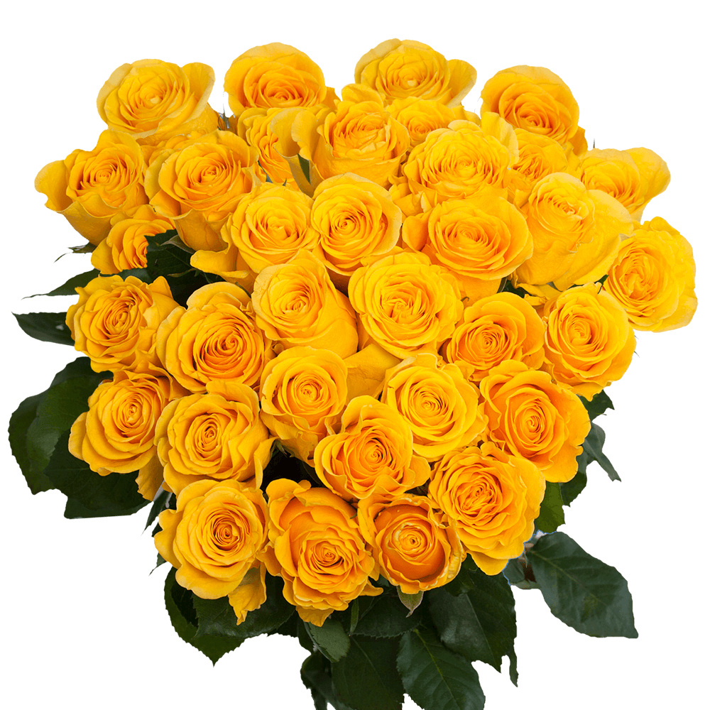 Beautiful Bright Yellow Roses Brighton Rose Variety