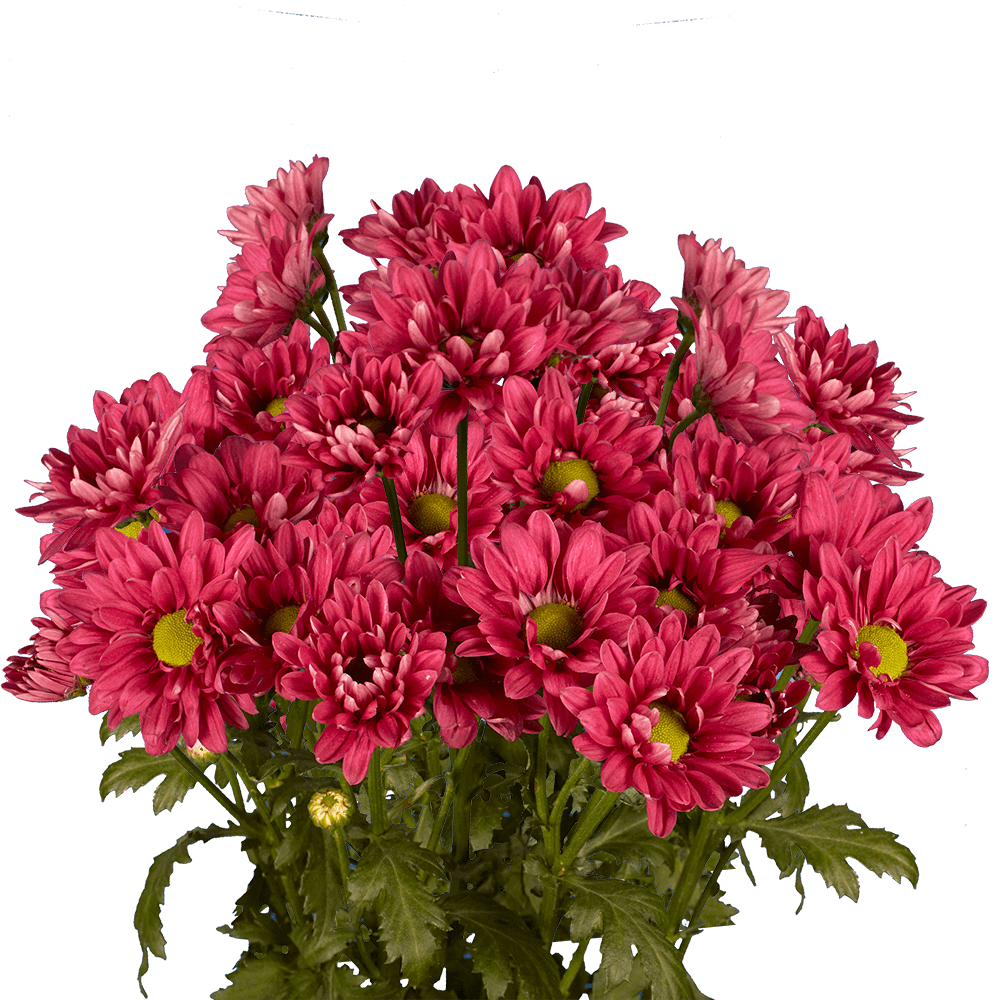 Beautiful Burgundy Chrysanthemum Daisy Flowers