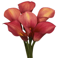 (OC) Mini-Callas Burgundy Red 6 Bunches For Delivery to Weslaco, Texas
