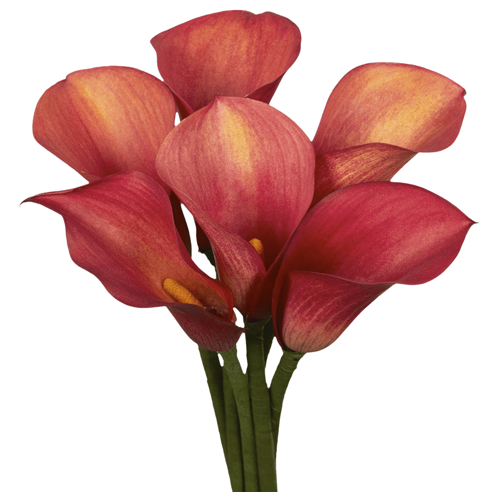 Beautiful Burgundy Red Calla Lily Flowers