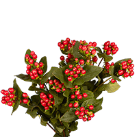 (OC) Hypericum Cherry 6 Bunches For Delivery to Avon_Lake, Ohio