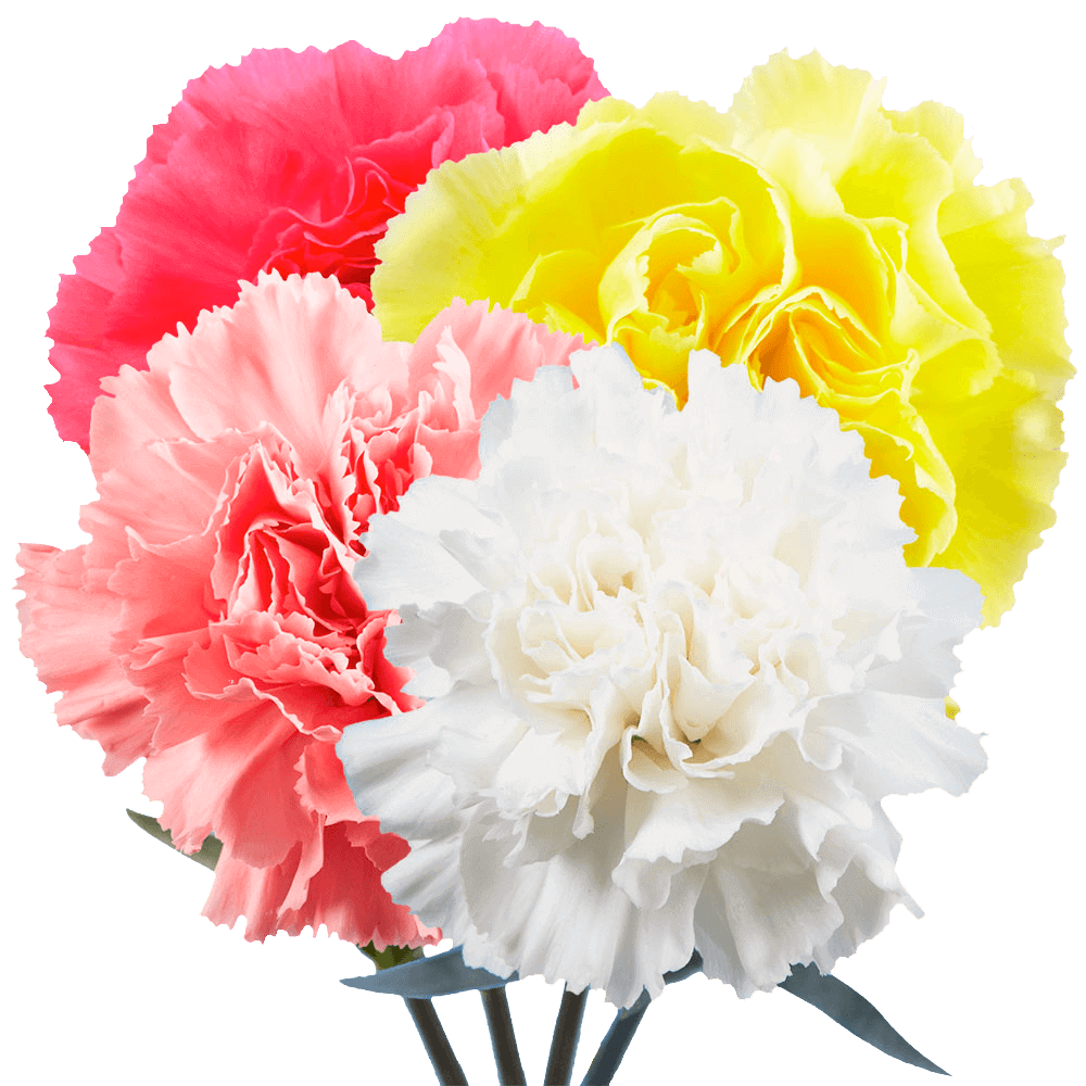Beautiful Color Carnations