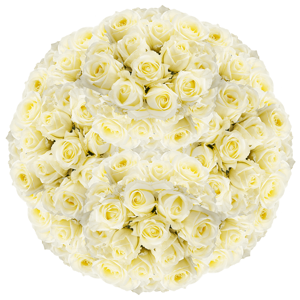 Beautiful Cream Roses