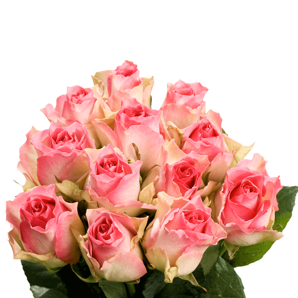 Beautiful Creamy Pink Roses