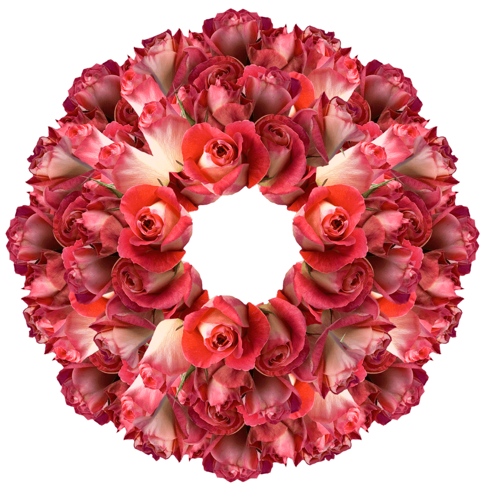 Beautiful Deep Pink and Cream Roses