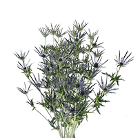 (QB) Eryngium Blue 10 Bunches For Delivery to Kankakee, Illinois