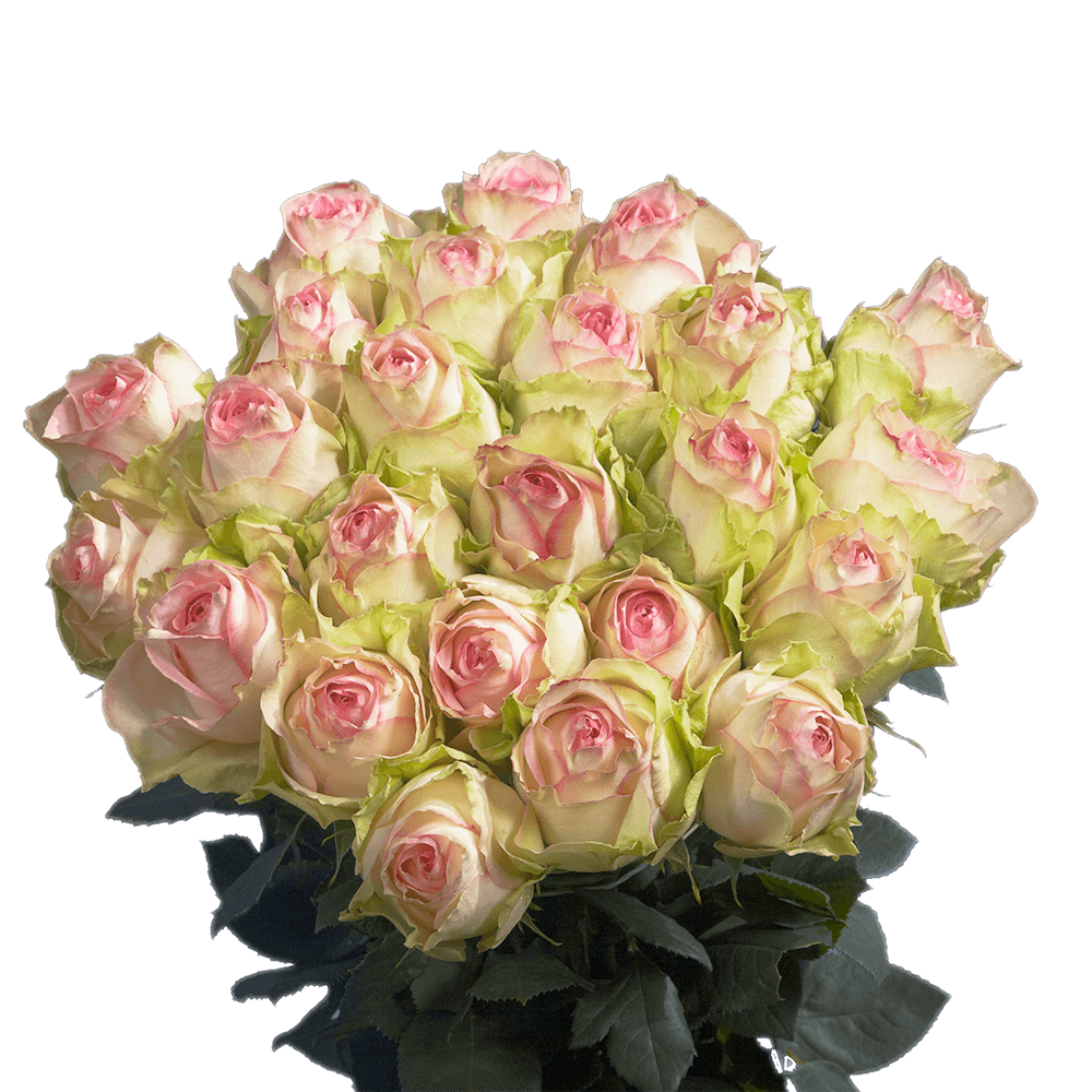 Beautiful Esperance Roses
