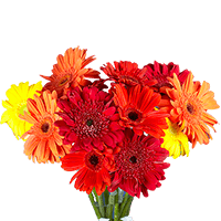 (HB) Gerberas Fall Colors 100 Flowers 20 Bunches For Delivery to South_Dakota