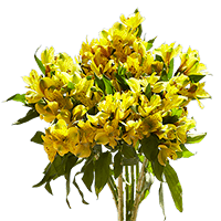 (HB) Alstro Fcy Yellow 20 Bunches For Delivery to Maryland