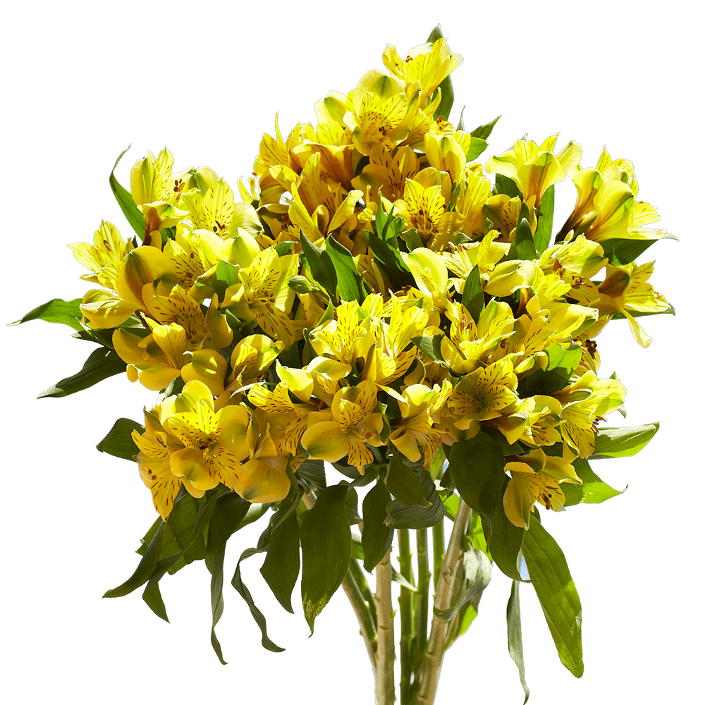 Beautiful Fancy Yellow Alstroemeria Flowers