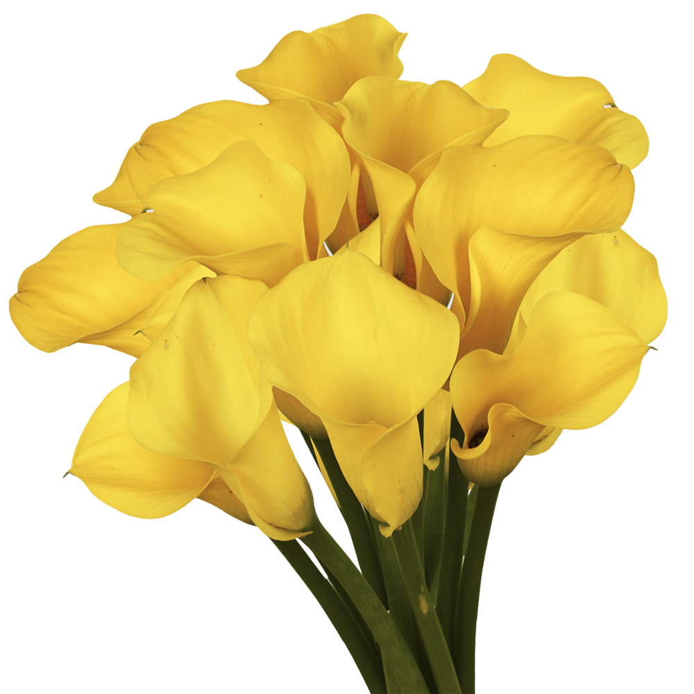 (QB) Mini-Callas Yellow 12 Bunches For Delivery to Phillipsburg, New_Jersey