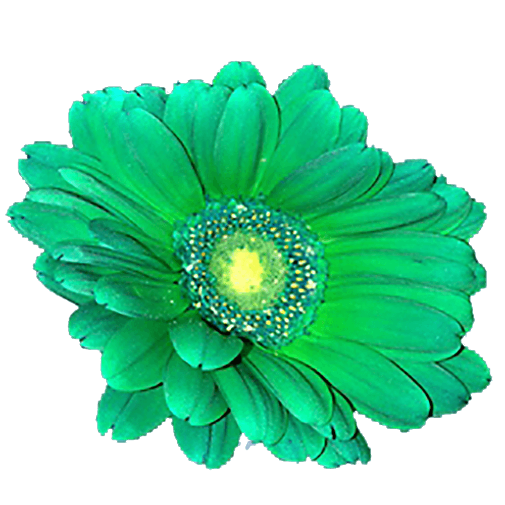 (QB) Gerberas Tinted Green 20 Bunches For Delivery to Chicago, Illinois