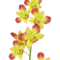 (QB) Orchids Gun Pong 70 For Delivery to Daphne, Alabama
