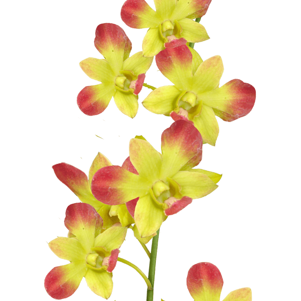 Beautiful Gun Pong Orchids Buy Fresh Flower