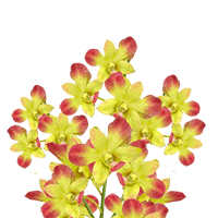 Orchids Gun Pong Qty For Delivery to Gulfport, Mississippi