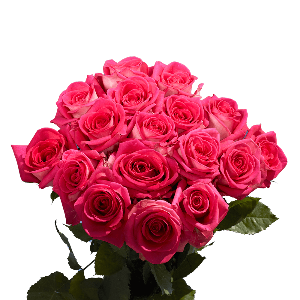 Beautiful Hot Pink and Cream Roses | GlobalRose