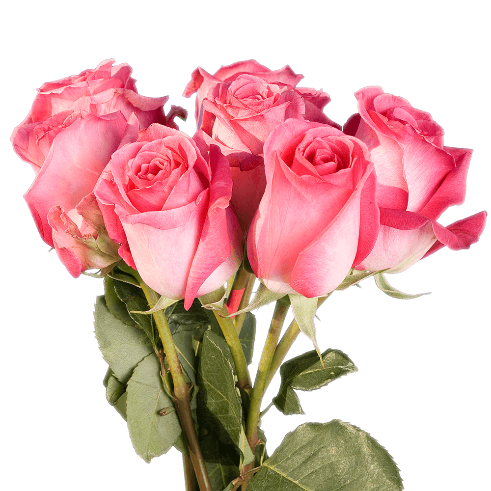 Beautiful Hot Pink Rose Flowers