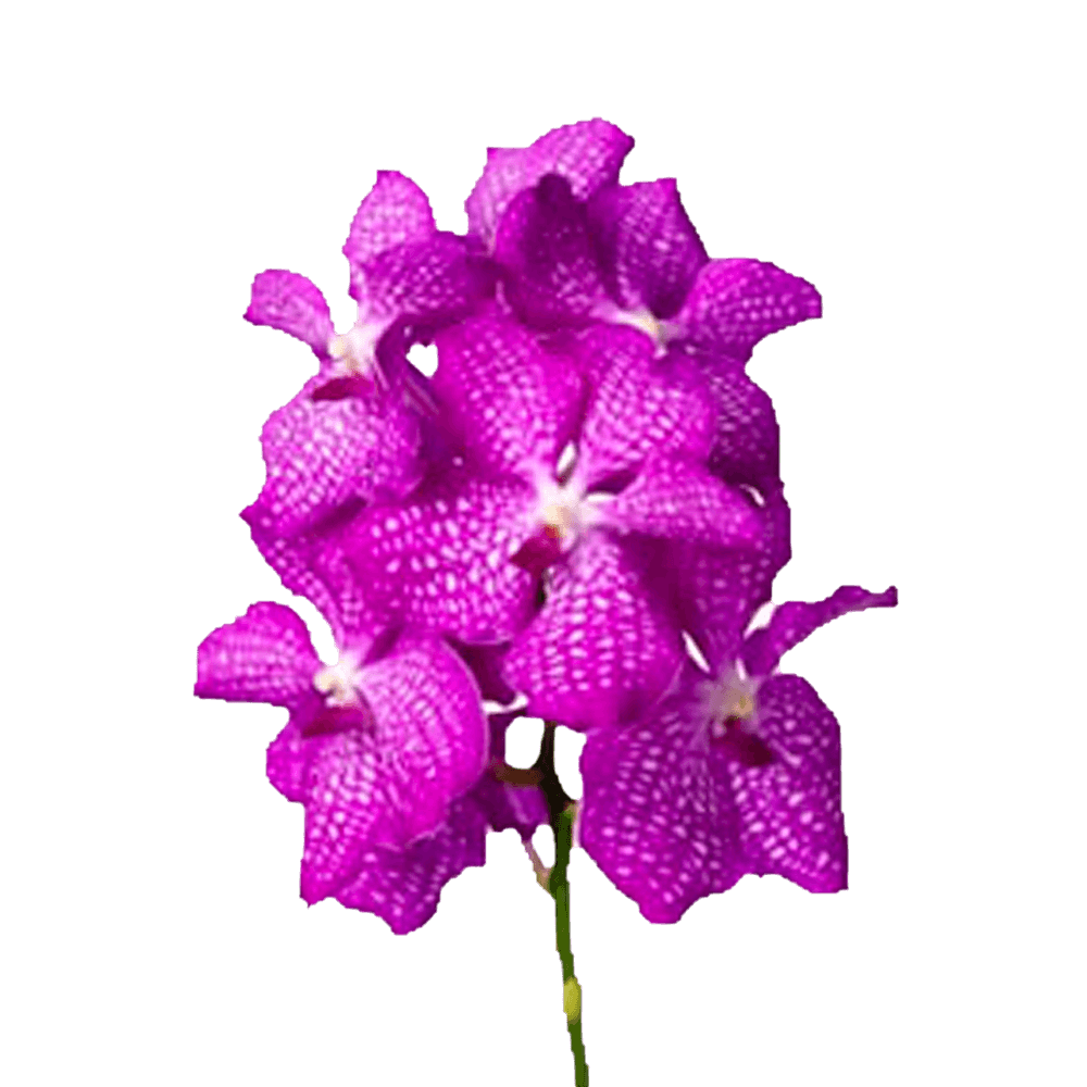 Beautiful Hot Pink Vanda Orchids Buy Fresh Flower