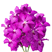 Orchids Hot Pink Vanda Qty For Delivery to Rancho_Cordova, California