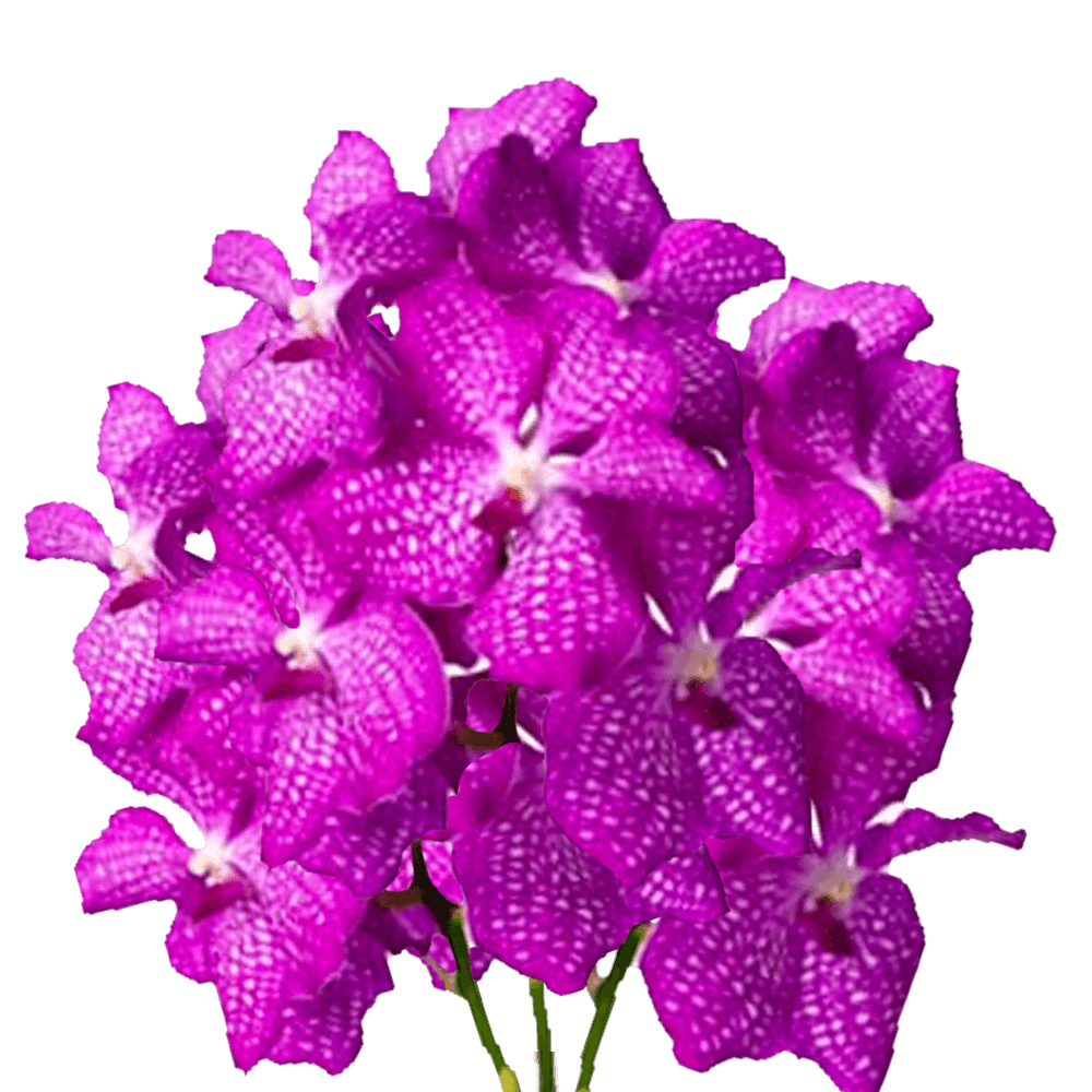Orchids Hot Pink Vanda Qty For Delivery to Perris, California
