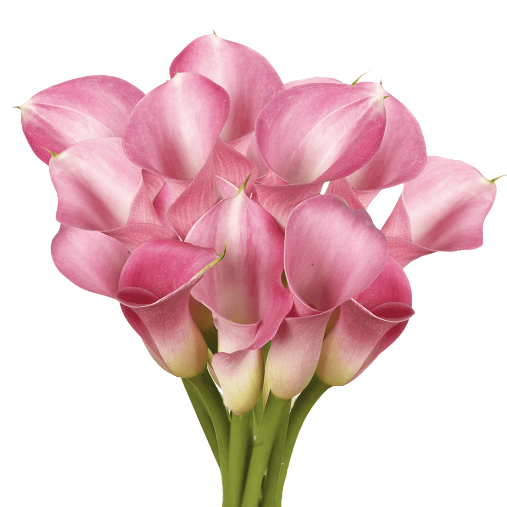 Beautiful Lavender Calla Lily Flowers
