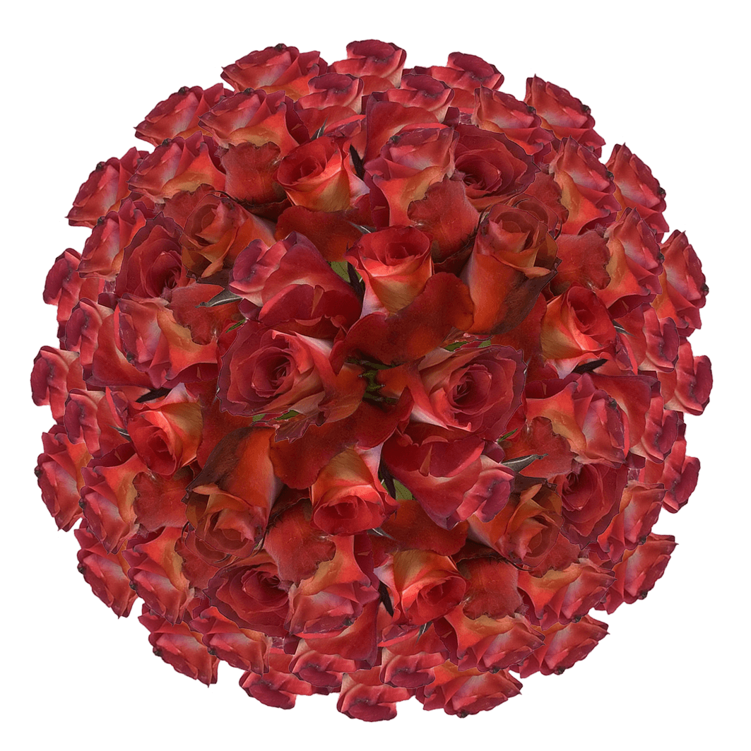 Beautiful Leonidas Roses
