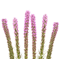 (QB) Liatris Blue 12 Bunches For Delivery to Kalispell, Montana