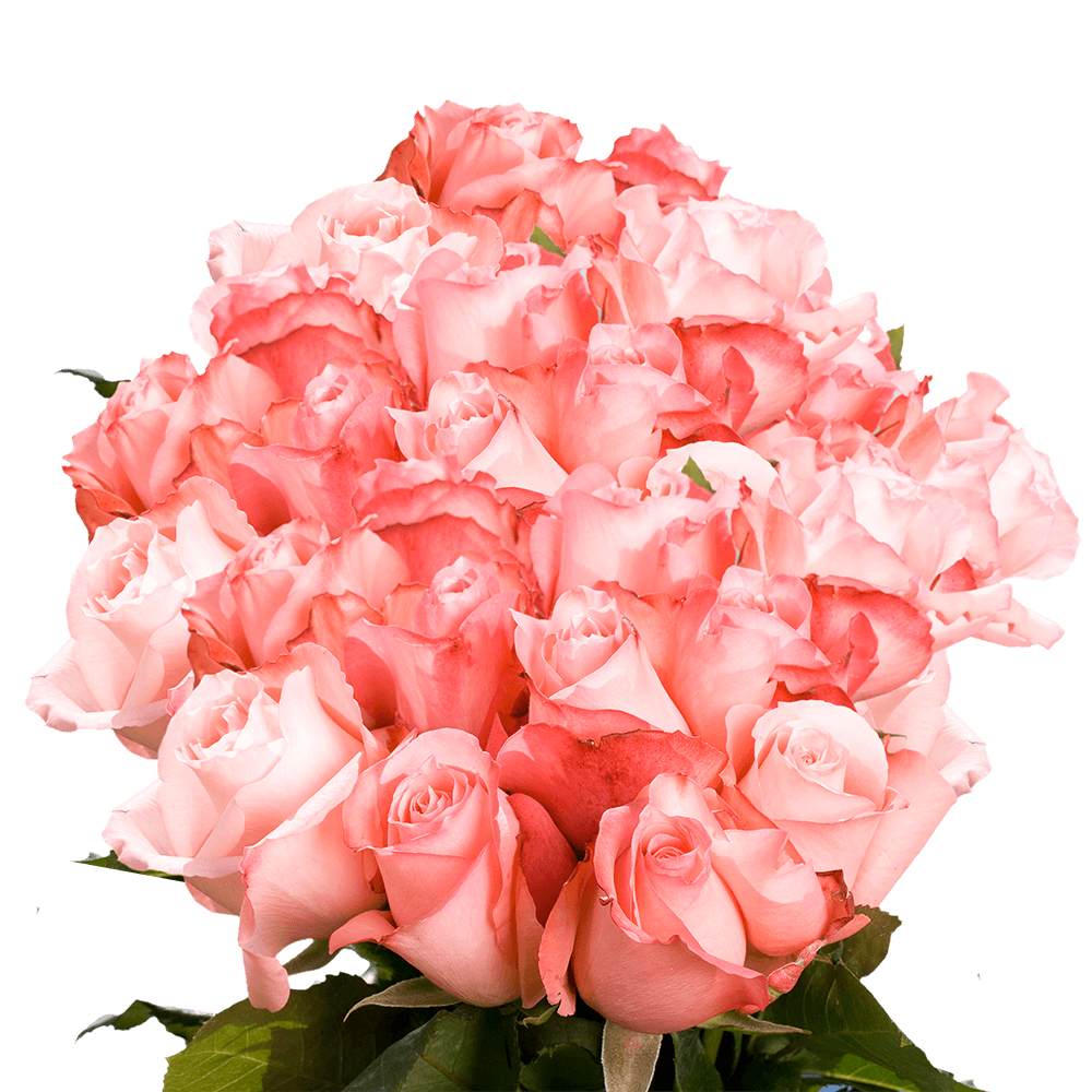 Beautiful Light Pink Roses