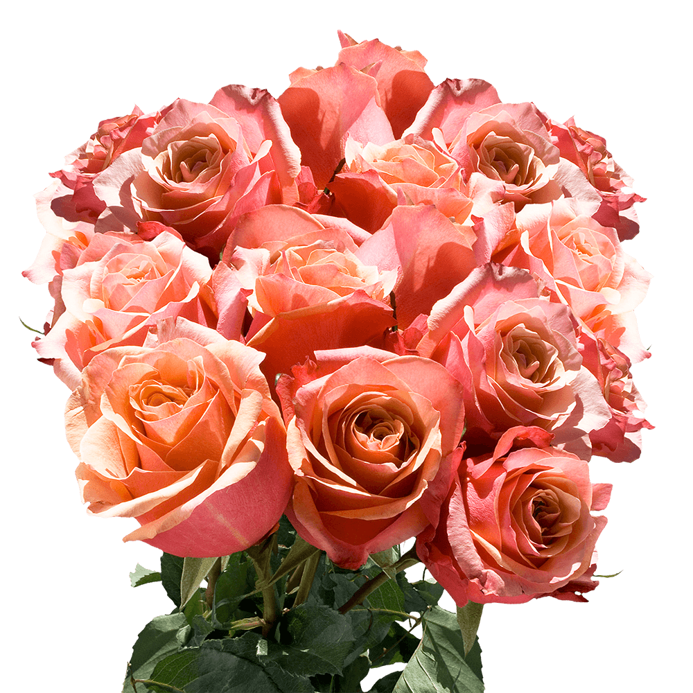 Beautiful Long Orange Pink Roses