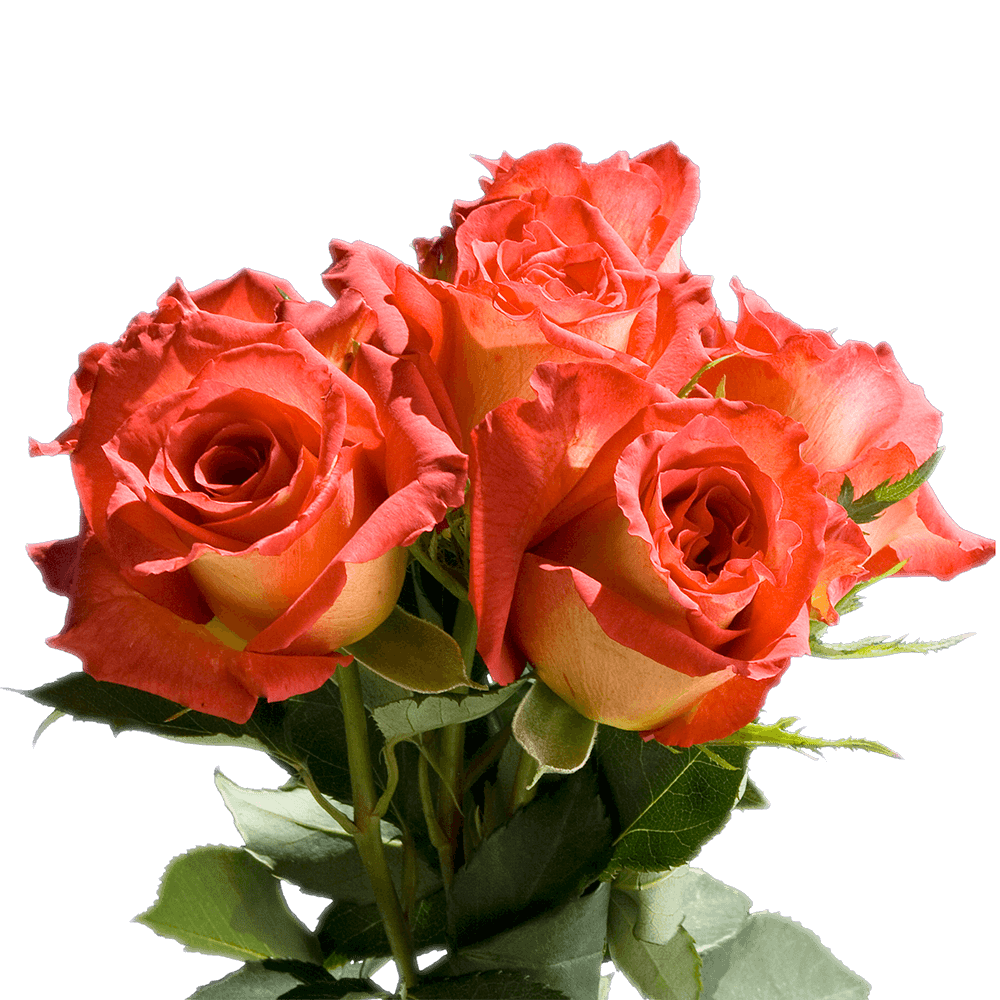 Beautiful Long Stem Dark Orange Roses with Light Yellow Petals