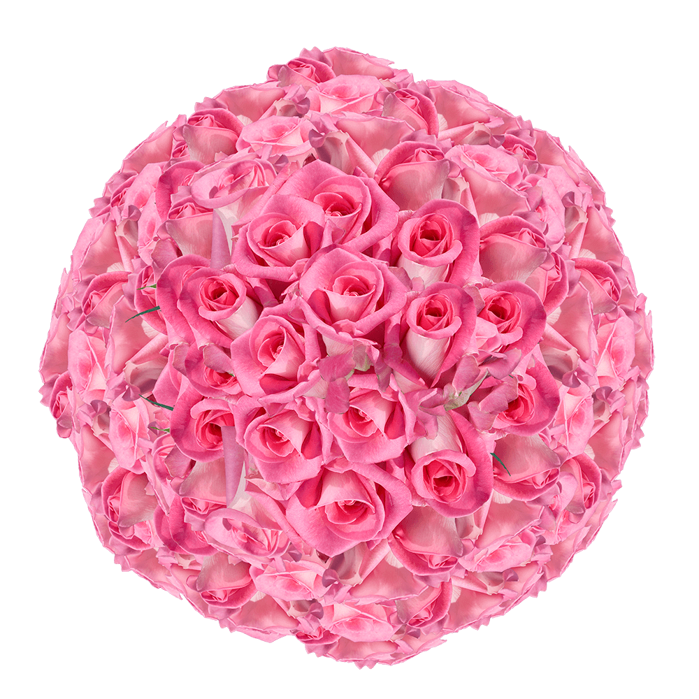 Beautiful Long Stem Pink Roses