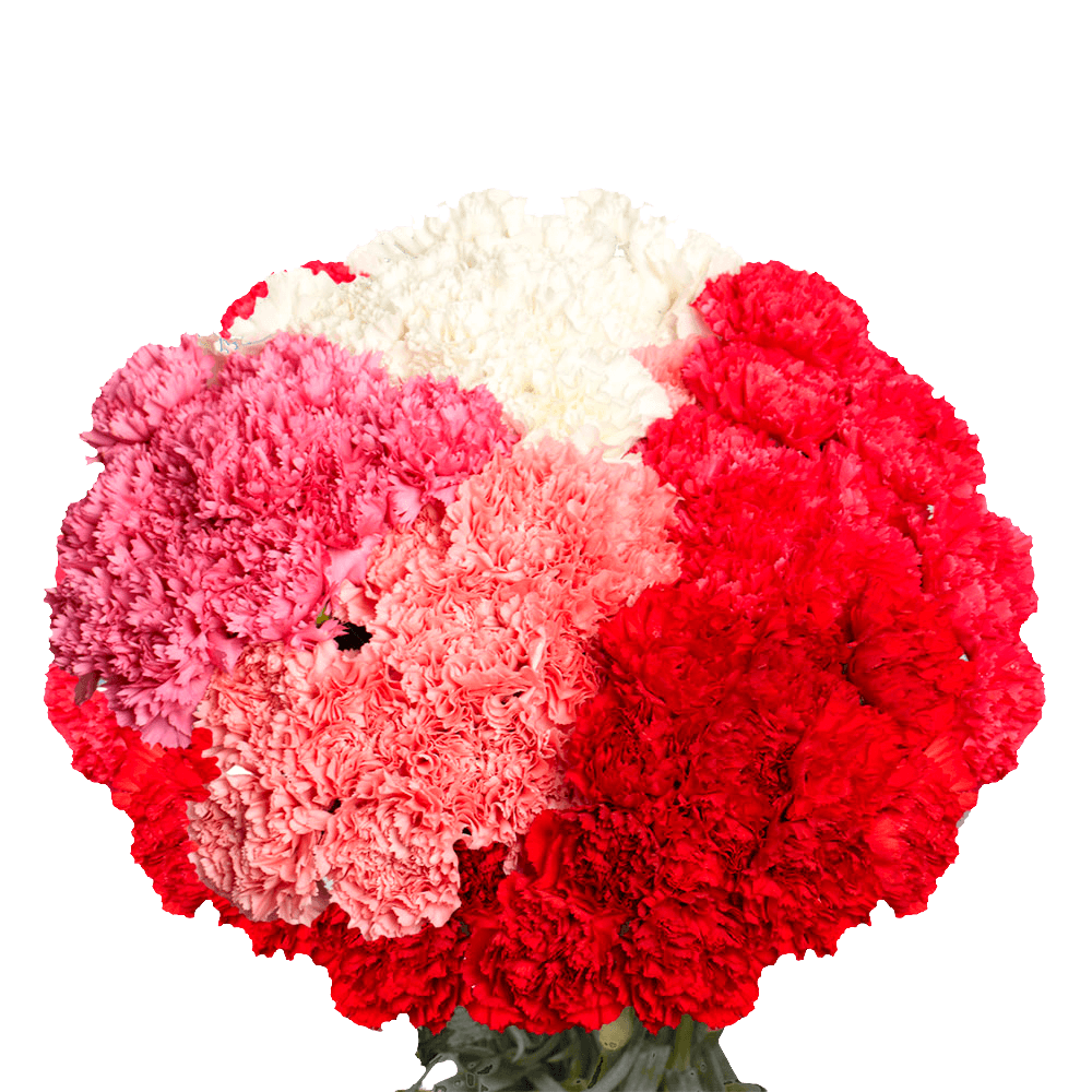 Beautiful Mother's Day Carnations