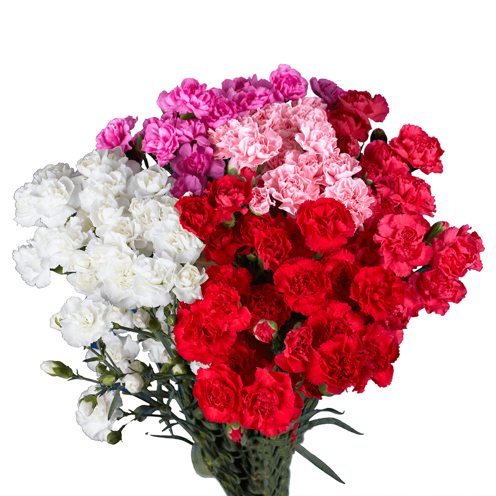 Beautiful Mother's Day Mini Carnations