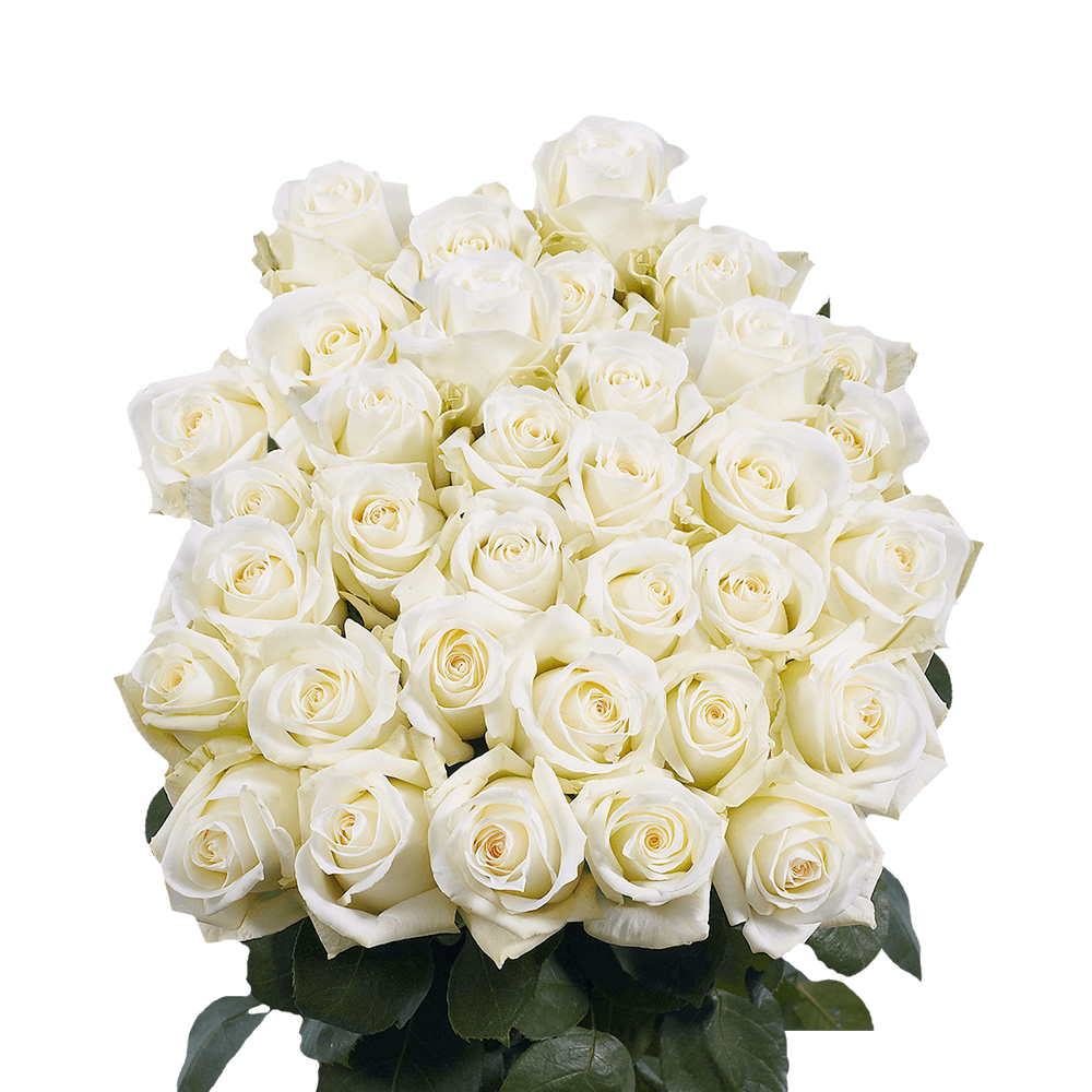 Beautiful Off White Roses with a Creamy Yellow Center Delivered Fresh